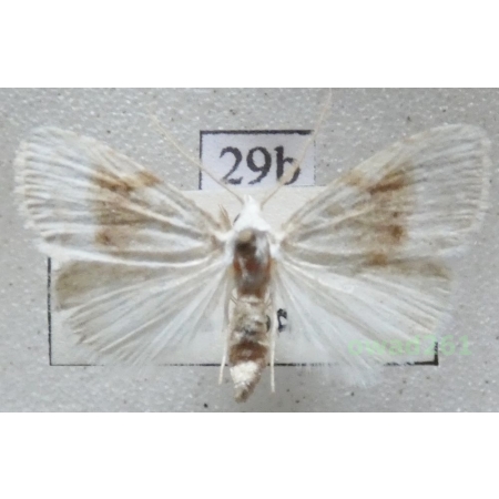 Meganola albula (Denis & Schiffermüller, 1775) Slovakia29b